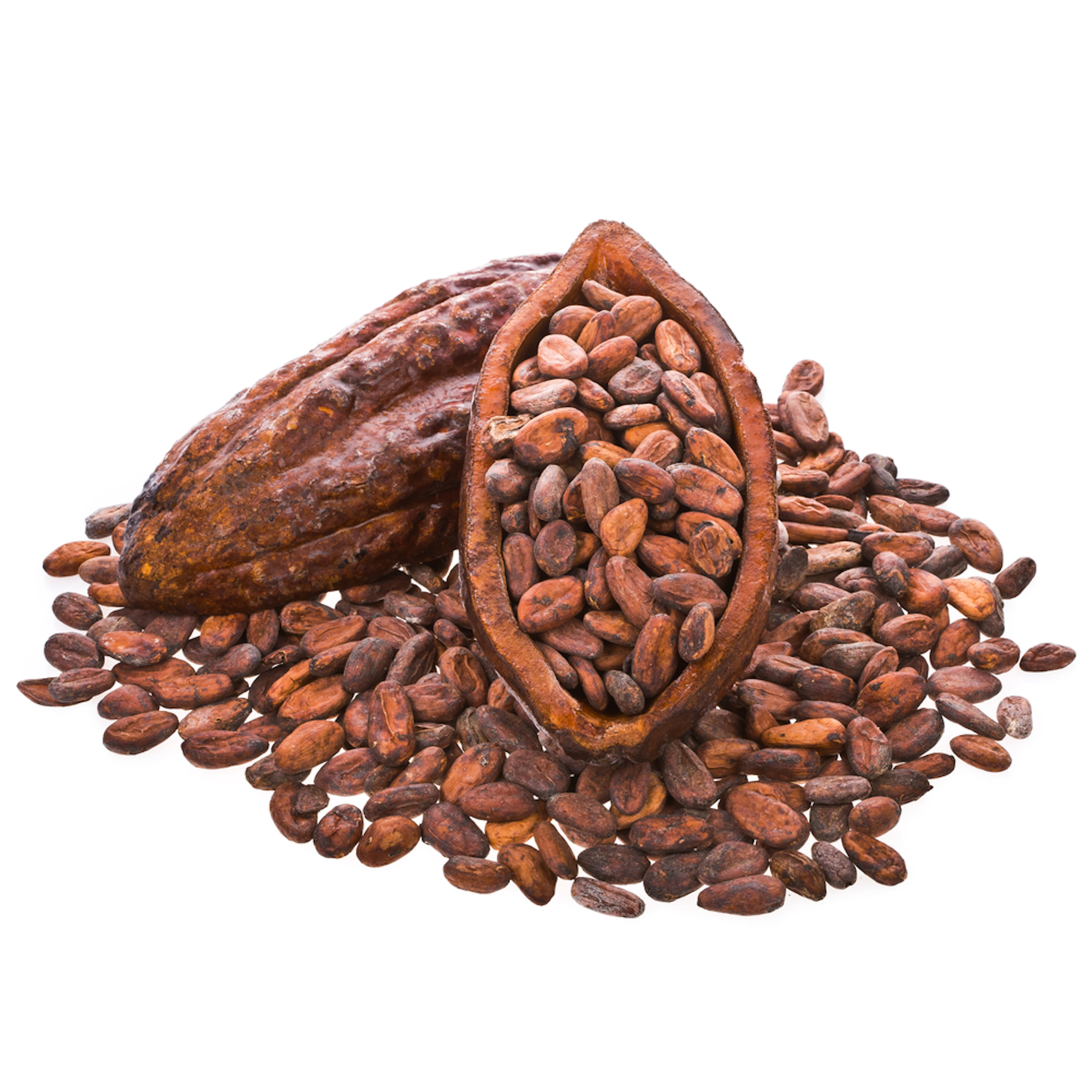 Wholesale High Quality Dried Organic Roasted Flavored Cocoa Beans High Quality Grade Sale by Bulk Supplier