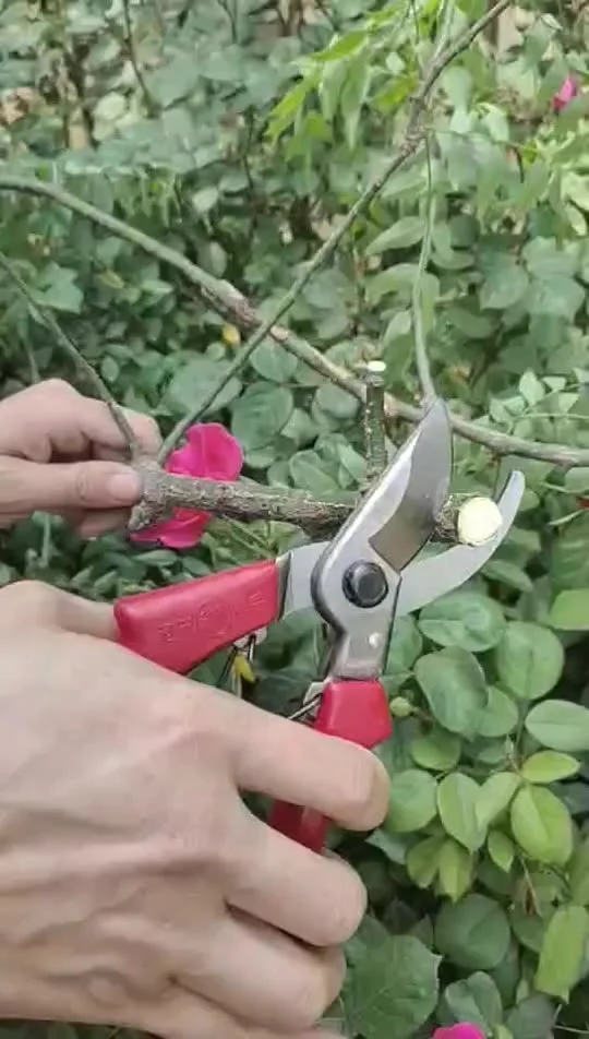 Wholesale labor-saving fruit branch scissors gardening scissors  fruit tree branch pruning scissors Ratchet pruning shears