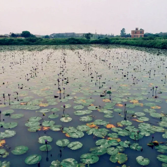 Direct sales at the price of origin Blooming Tea Blue Lotus Vacuum Pack Dried Blue Lotus flower tea