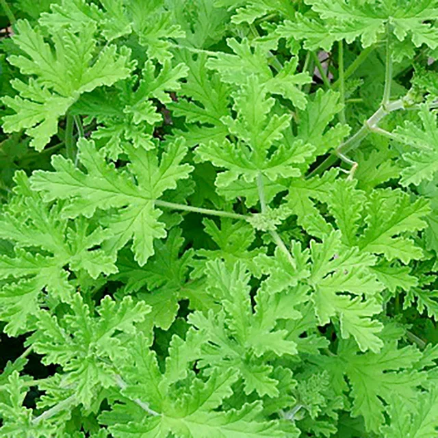 Gentle peeling gel for face and body. Makes the skin smooth, white and beautiful.