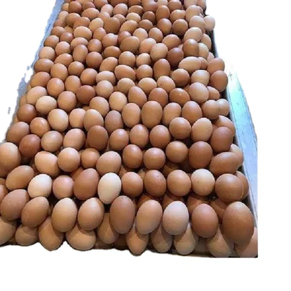 Продается инкубационные яйца бройлеров 500 Кобб и 308 Росс/курица Росс/Бройлер куриные яйца.