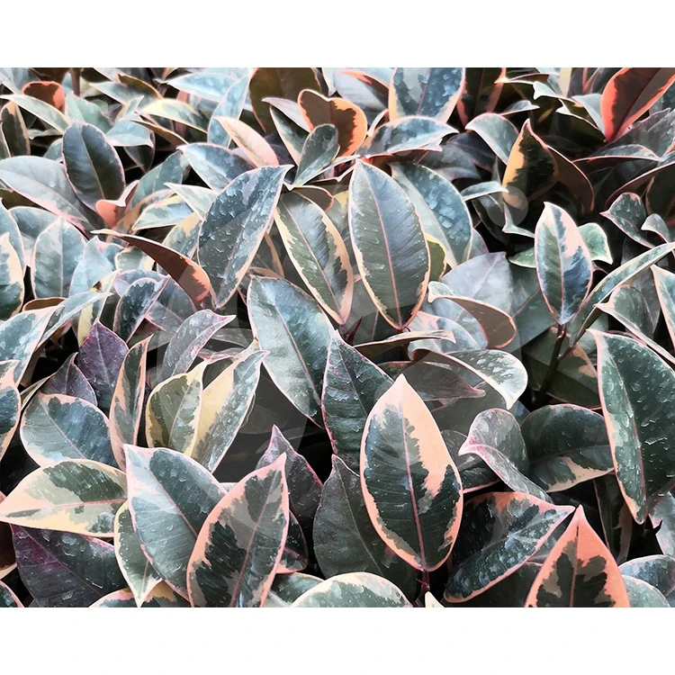 Фикус Рубин декоративные саженцы растений