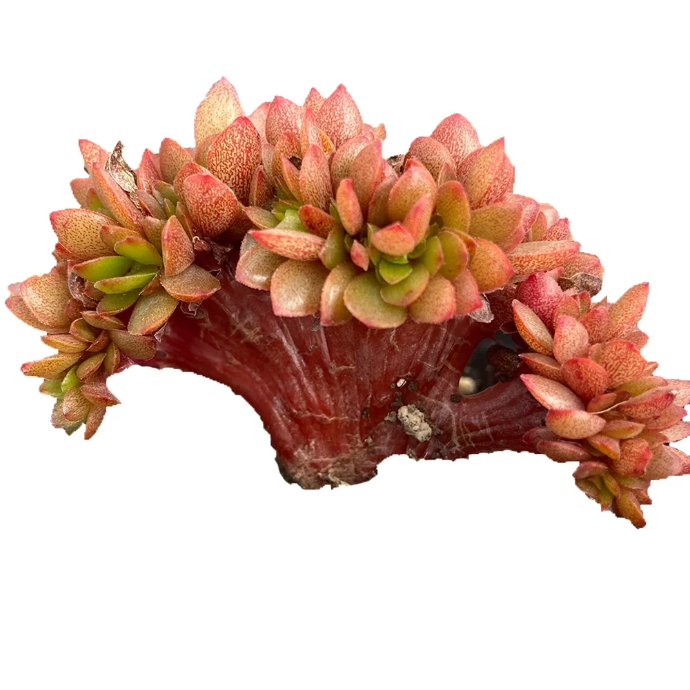 High-quality live succulents candy Variant varieties succulents plants life