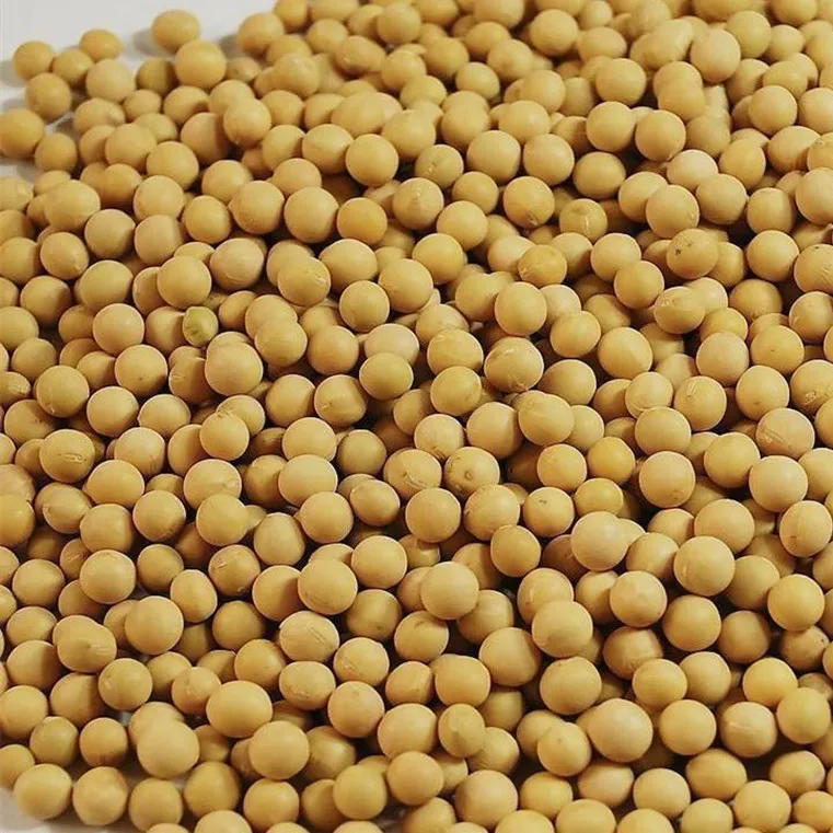 
Top quality Non GMO Soybean, Soybean seeds,Organic soybean seeds 