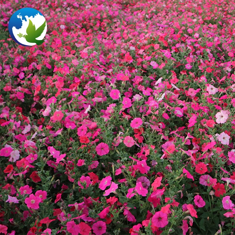 
High Germination Public Park China Garden Plants Bonsai Flower Seeds Mix Colour Hybrids Flower Petunia Seeds 