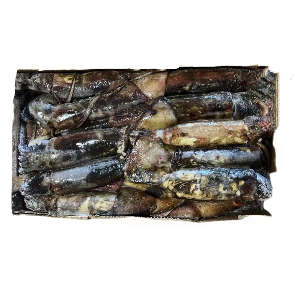 New Arrival High Quality Frozen Squid Whole Round Seafood Wholesale Frozen Indian Ocean Squid
