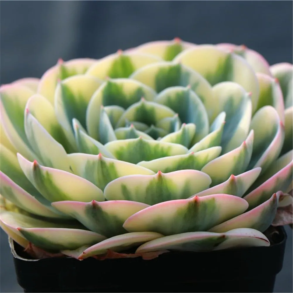  Оптовая продажа echeveria lenore варидин живые суккуленты оптовая древесные растения с собственной