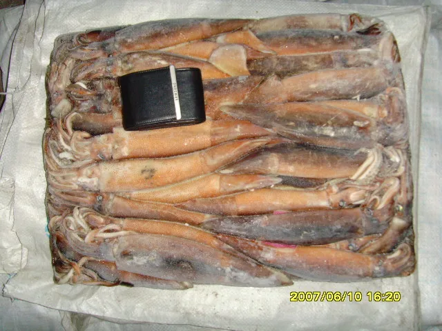Замороженный гигантский кальмар по хорошей цене, Белый Индийский кальмар Wr, 18 см, 20 см, большой размер оптом