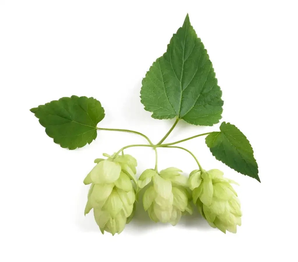 High quality food grade natural pure 4:1 plant beer flower hops extract powder for sale