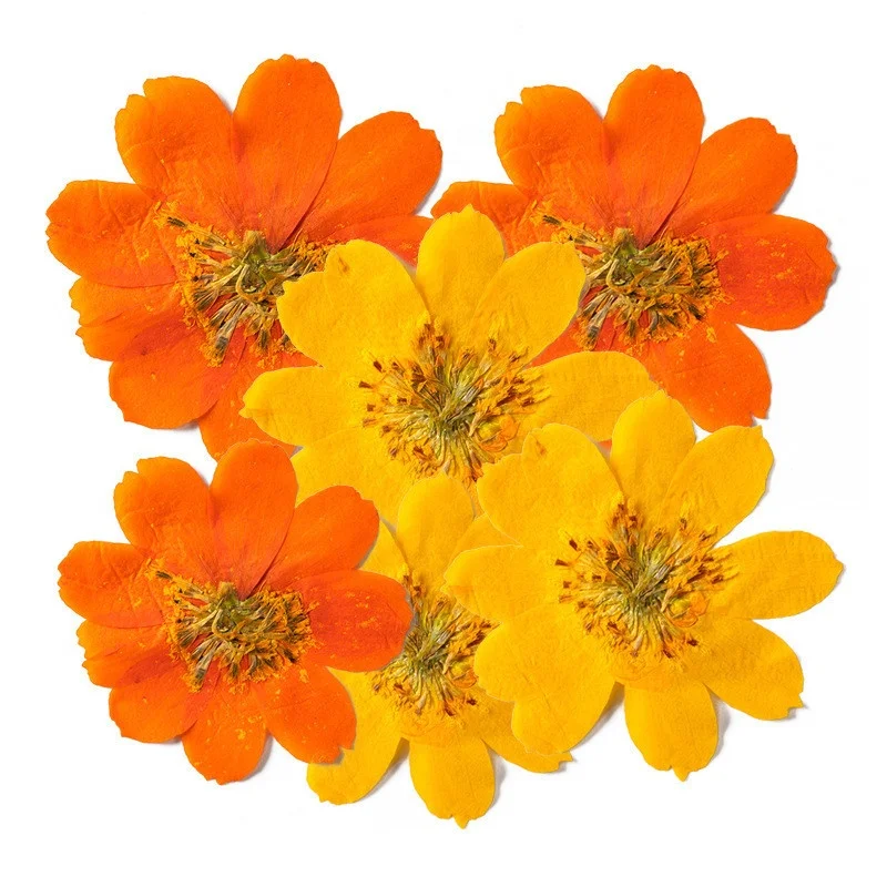 Wholesale dried flower Cosmos sulphureus pressed Cosmos sulphure  for DIY Phone Case Nail Art Jewelry Postcard decoration