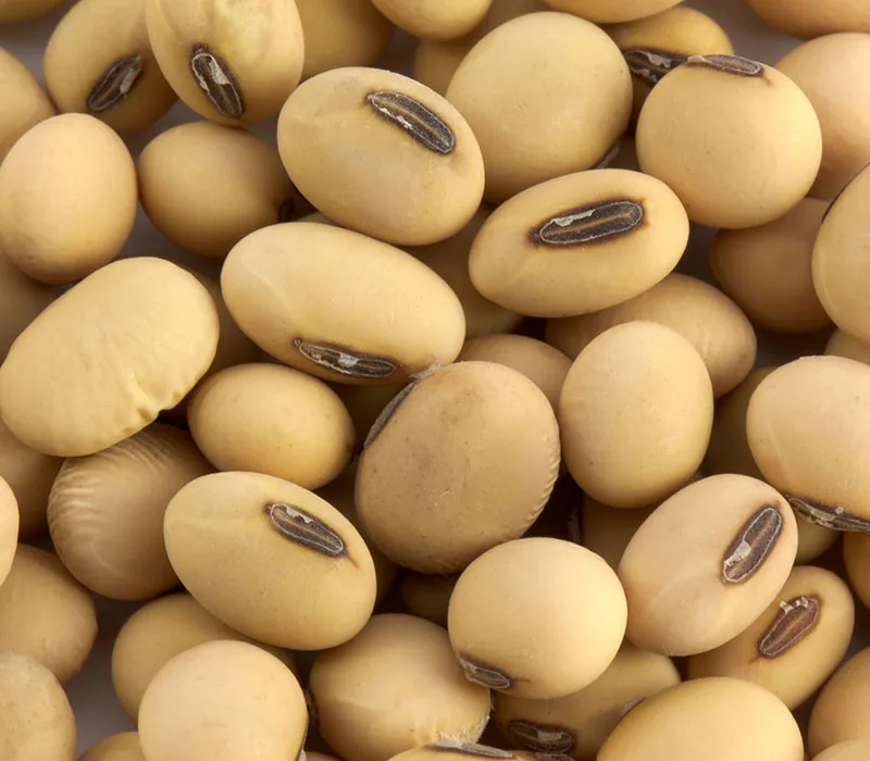 The best supplier in Viet Nam - Canada Soybeans with Biggest Discount High Quantity High Quality Agriculture Soya Beans