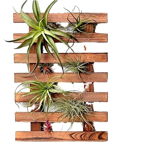 Minimalist Wooden Wall Mount Planters for Outdoor Display Bonsai Succulent Frame with Hanging Display Stand for Orchids