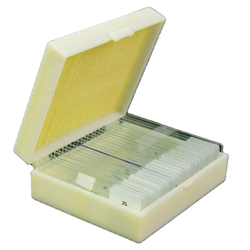 Factory urinary bladder(relaxed) sec. zoology microscope prepared slides with high quality