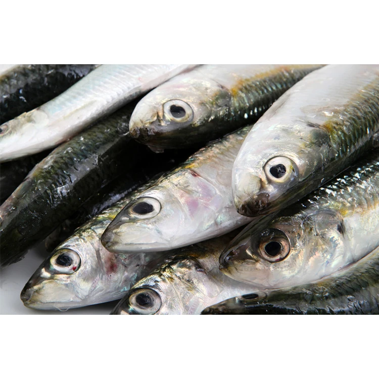 China New Season Frozen sardines wholesale China export all size BQF frozen sardine fish