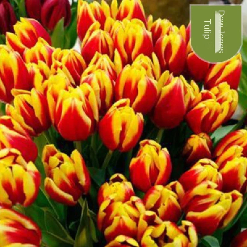 
2021 Good quality tulips bulb Markdown Sale Flower Bulbs Seeds & Seedlings 50bulb/bag 