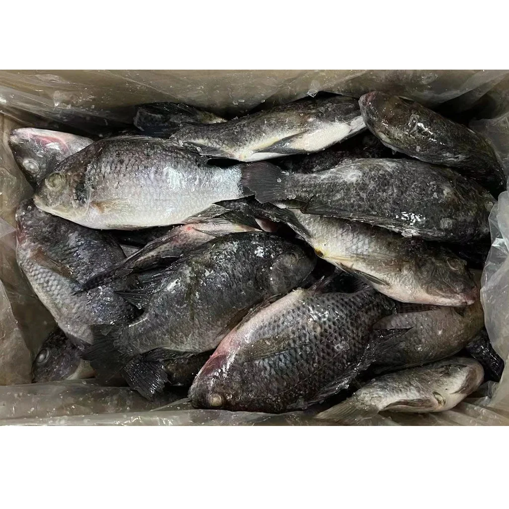 Black tilapia frozen fish whole round on sale China oreochromis niloticus tilapia fish