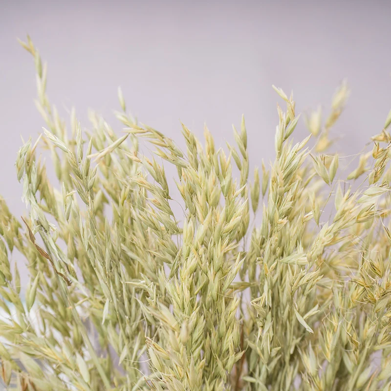 high quality Oat Flower Natural Dried Wheat Sheaves Fall Arrangement Oat Bouquet Bundle Flower for DIY Home Table