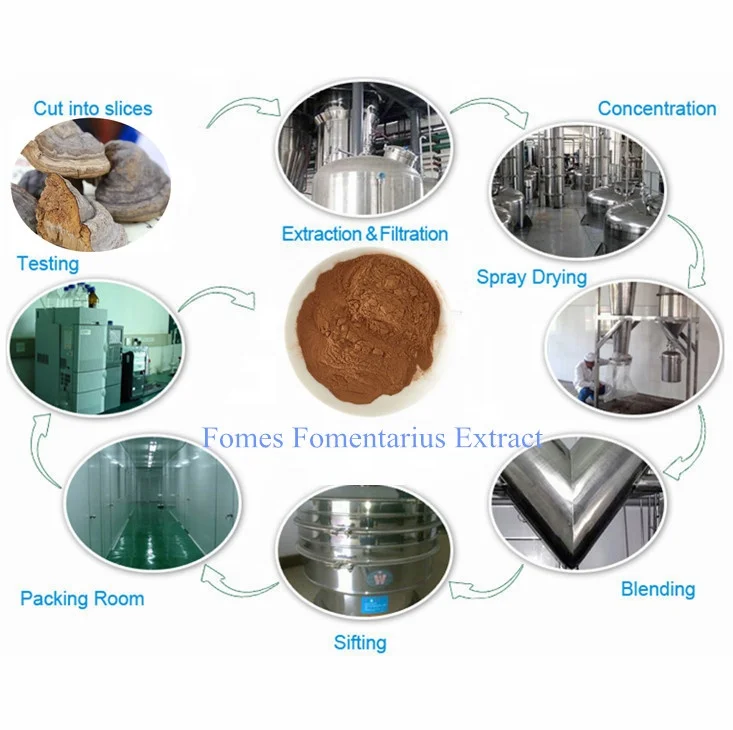 Good Quality Tinder Fungus Extract 30% Polysaccharide Powder