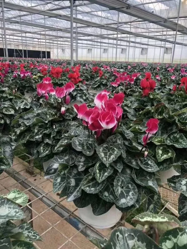 
Hotsale blooming plants 