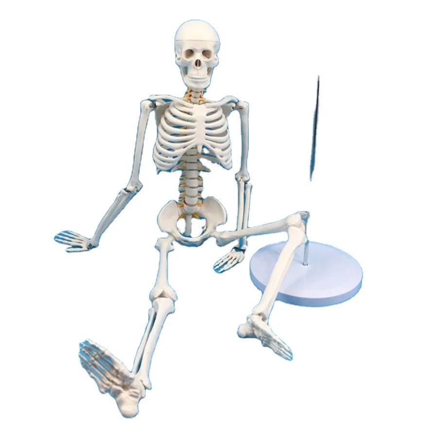 manikin school hospital nursing training used teaching whole body skeleton medical manikin