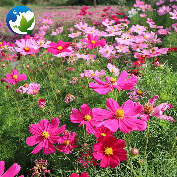 Family Flowers bulbs seed Perennial Coreopsis Public Park Cosmos flower plants seeds for garden