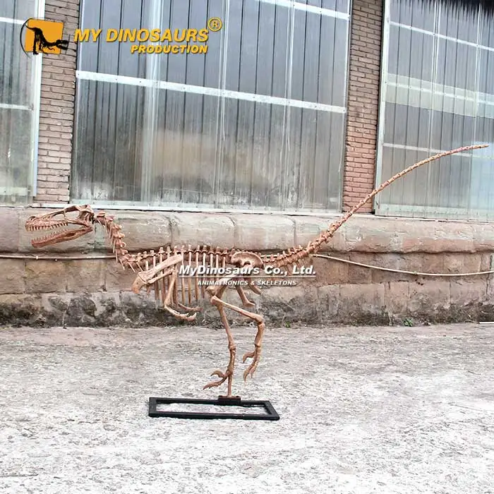 MY DINO Garden Decor Prehistoric Raptor Dinosaur Skeleton Model
