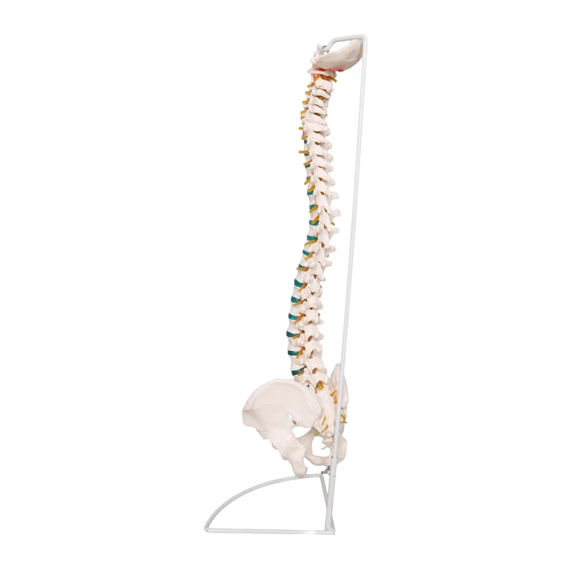 Production of PVC spine model vertebral column model/Medical science life size human spine anatomical model/medical spine model