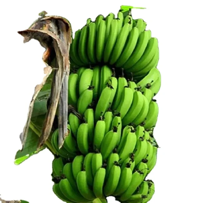 Fresh Premium Yellow Sweet Banana High Quality Best Price in Austria Supplier