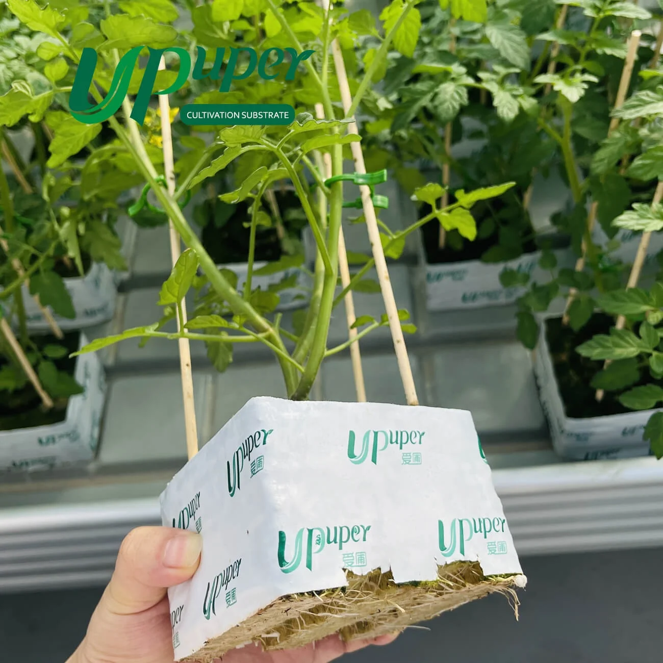 UPuper sustainable farming modern greenhouse 4 hydroponics rock wool cubes for growing