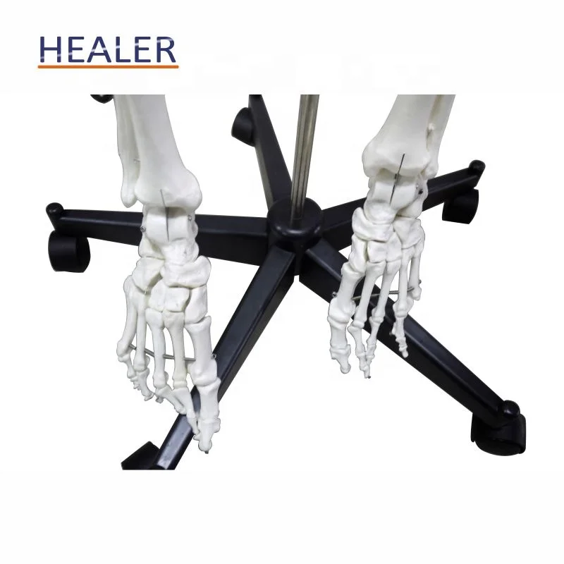 170cm/180cm human plastic skeleton anatomical model, advanced detachable bone model