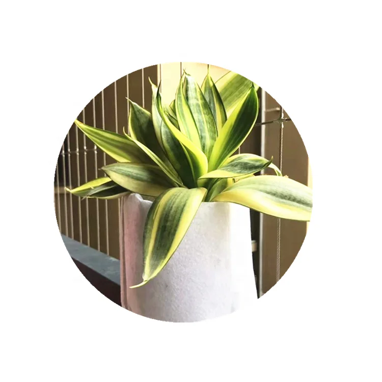 Factory Made Fruit Tree Plant Bag White And Black flexible Needle punched PET Felt Planter Grow Bag