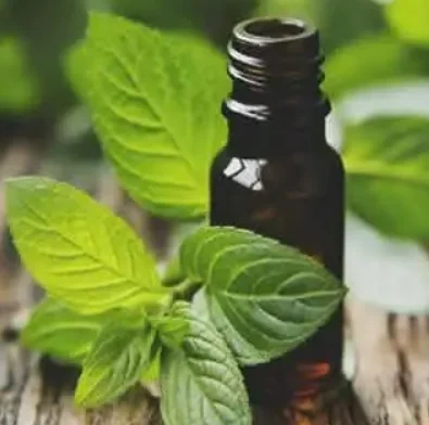 China Wholesale Peppermint  Oil Bulk Peppermint Oil