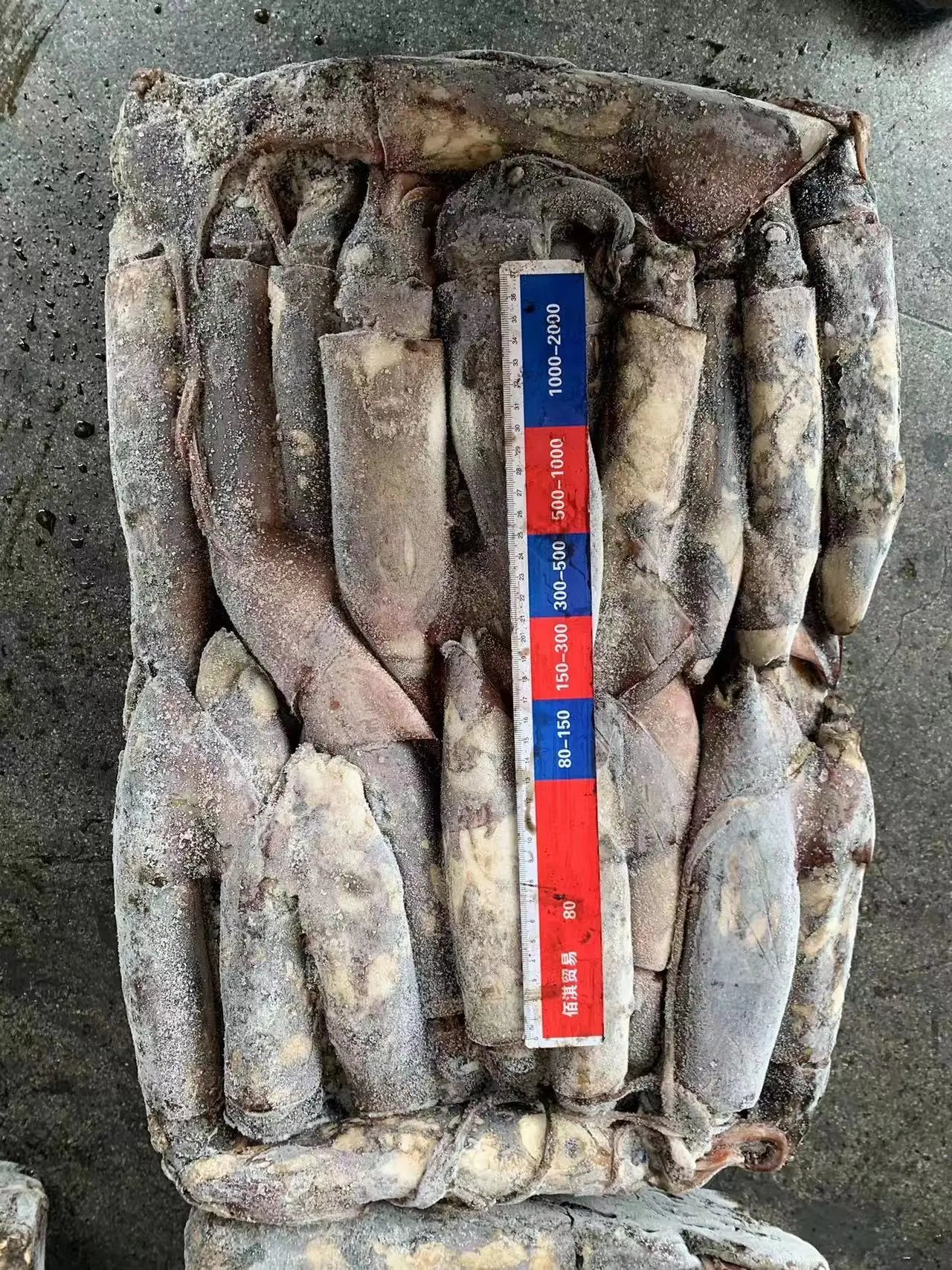 Offer Popular Size Seafrozen Calamari  Woven bag Packing 300-500g Frozen Indian Ocean Squid