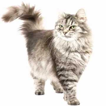 
FIPV Consulting Service for Cat Prevention FIPV 