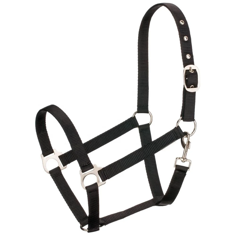 Best Quality - Economic Nylon Halter - Turquoise Vibrant and Bright Color - Nickle Plated Iron Hardware