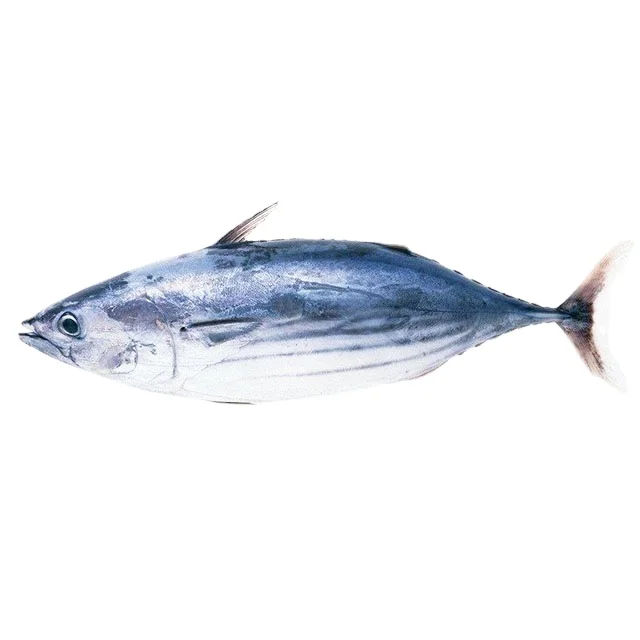 Новый сезон экспорт из Китая рыба тунца iqf bqf 100-200 г морепродуктов целые круглые Замороженные Бонито для приманки