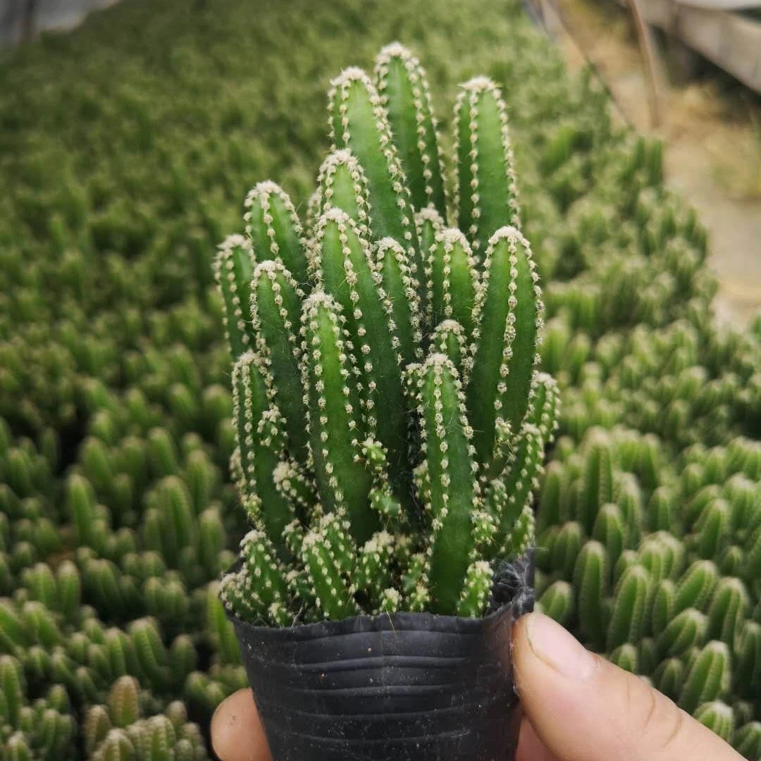 Прямая продажа, суккуленты, живые растения, эхинокактус grusonii Hildm. Для дома и сада, детский сад