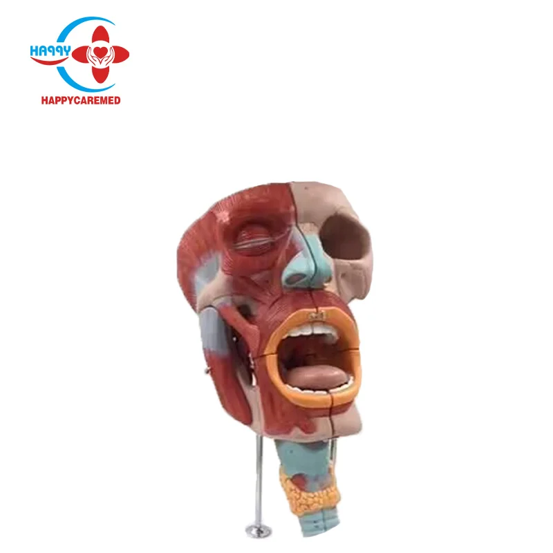 HC-S290 Face Anatomy Training Model Anatomical of the Head and Muscles