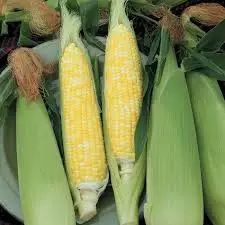 The most delicious boiled corn/ maize in Viet Nam /holiday +84 845 639 639