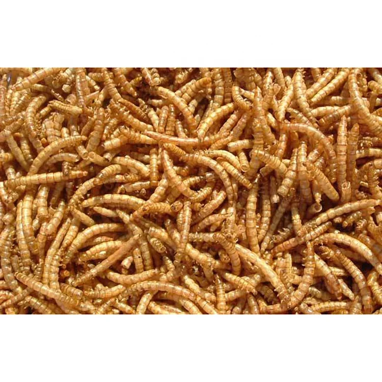 Xin jie biotechnology Dried bread worm hamster hedgehog food turtle snack fish yellow mealworm
