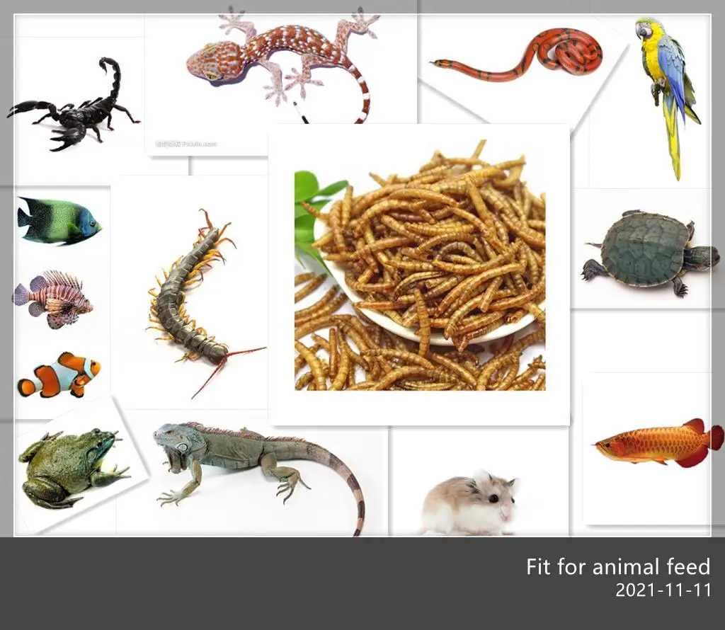 Natural Dried Mealworms for Birds and Pets with High Nutrition