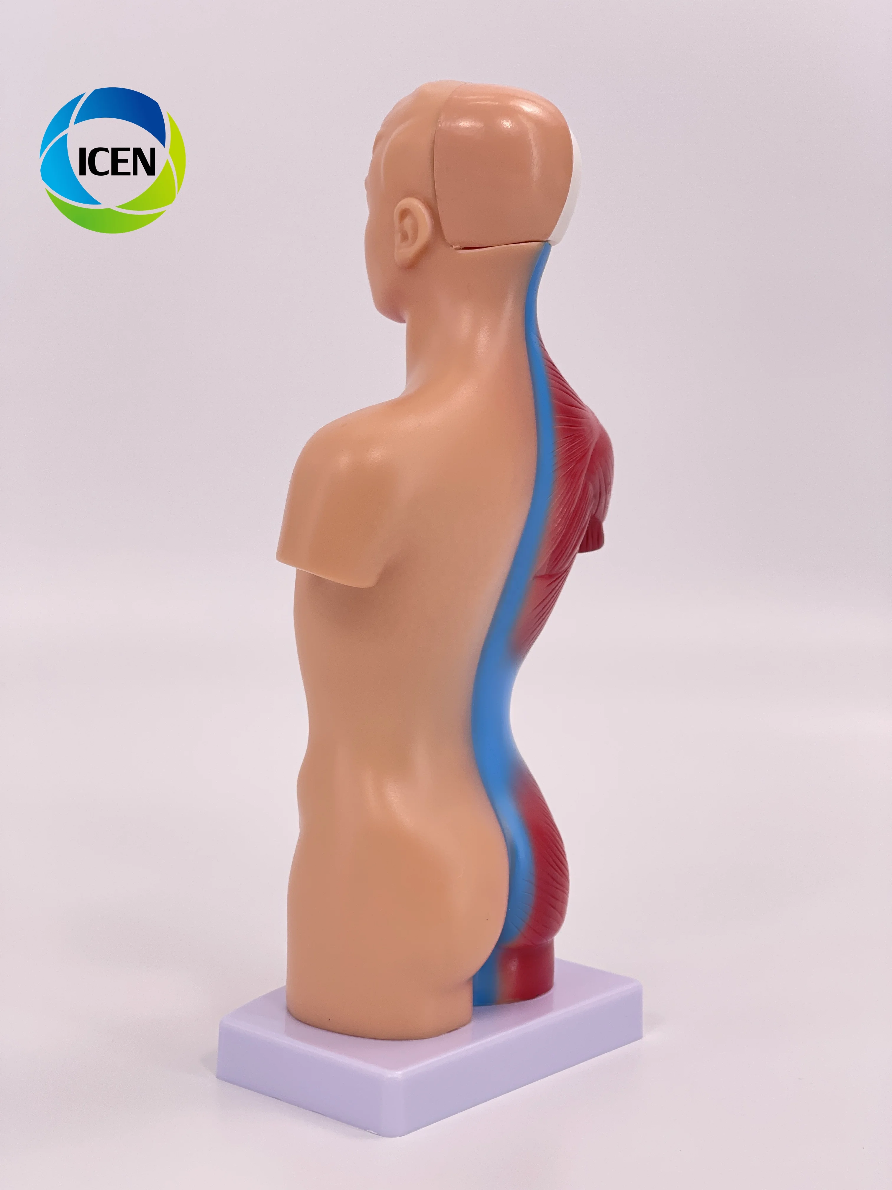 IN-M5 Medical School Nursing Educational Supplier Human Torso Body Anatomy Model With 7 Removable Parts