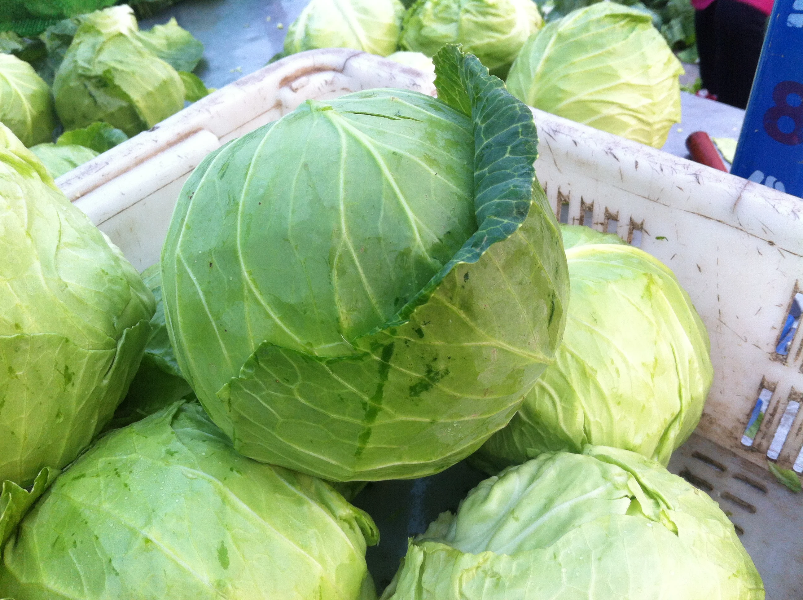 
small round cabbage from China 