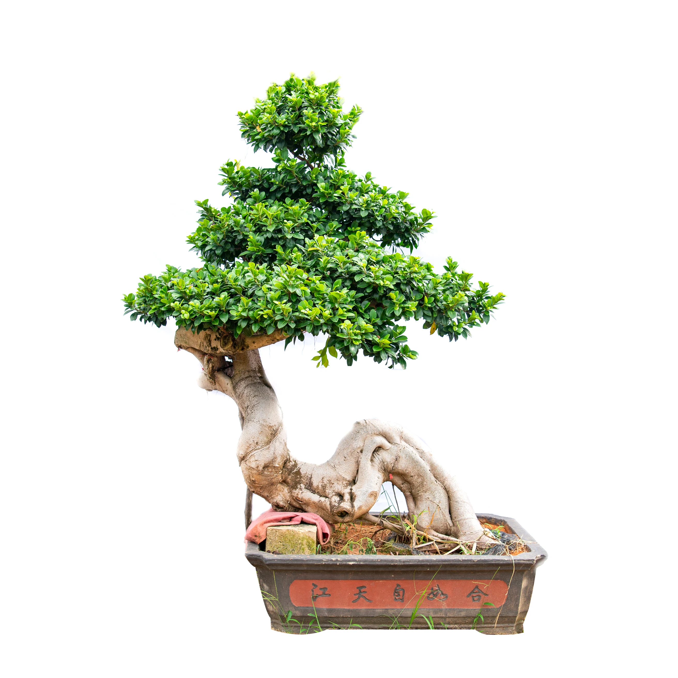 
Tropics Tree dragon ficus bonsai banyan tree bonsai China 