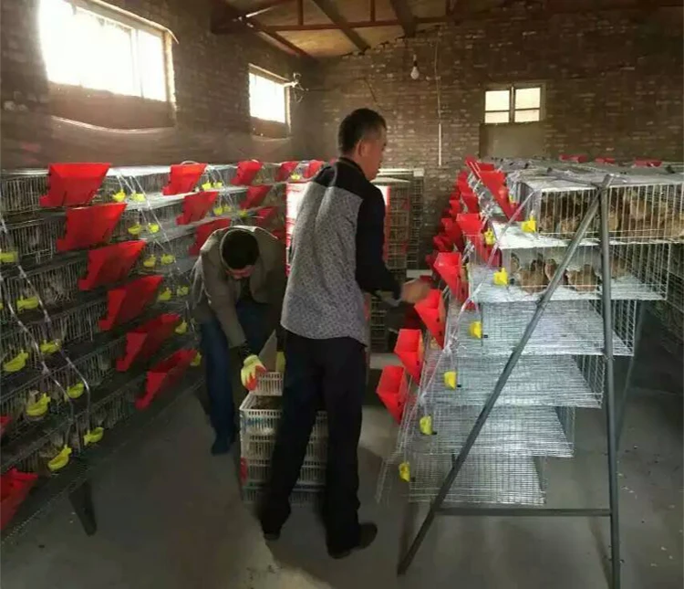 
Automatic quail farm cage New design quail layer cage for quail farming 