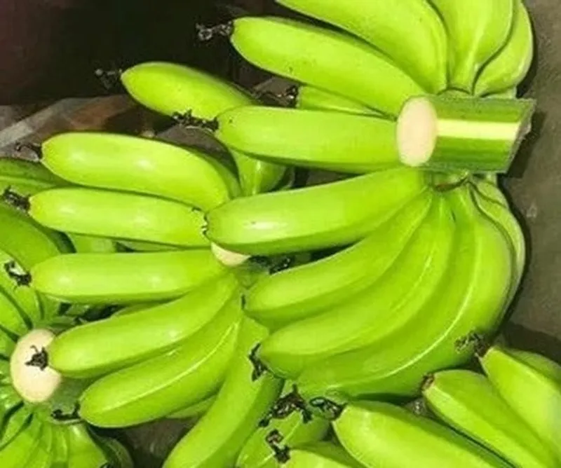 Fesh Cavendish Banana from Vietnam to the best price - VietGAP and GlobalGAP standards in agricultural production