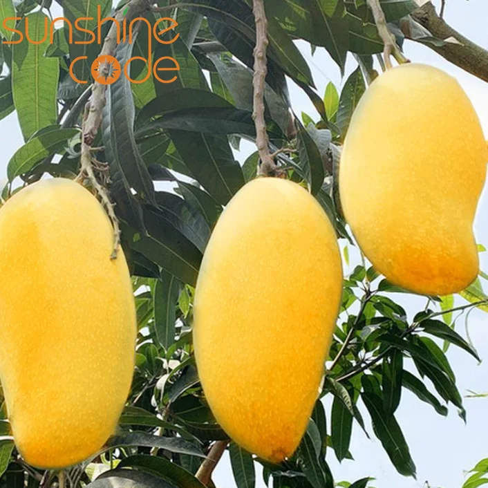 Sunshine Code fresh mango kent big mango fruit  yellow mango vietnam