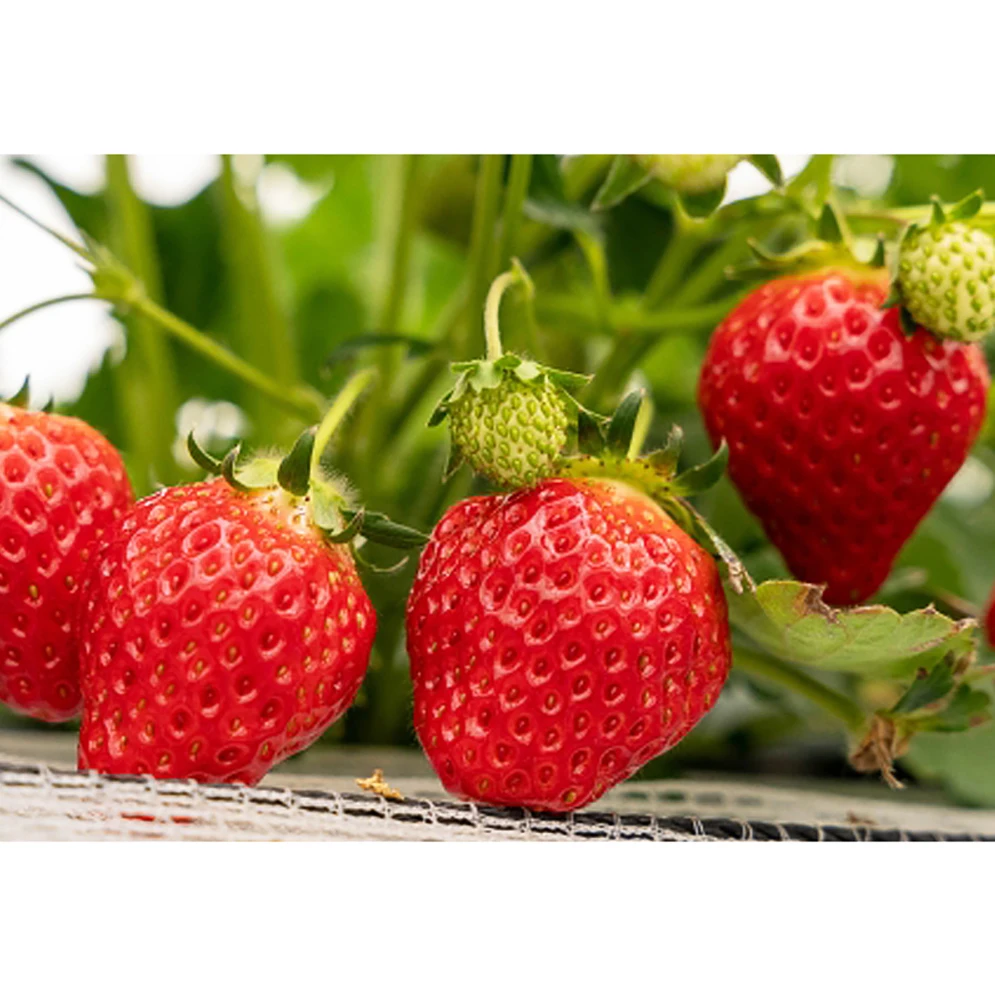 Tochiotome variety juicy flesh indoor farm hydroponic strawberry fresh Japan