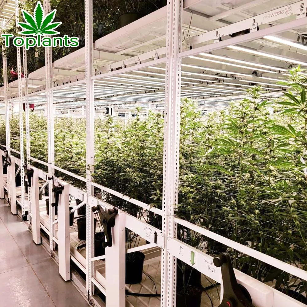 Mobile Multi tier Tray Hydroponic Vertical Farming System Sliding Grow Rolling Racks For Growing Store