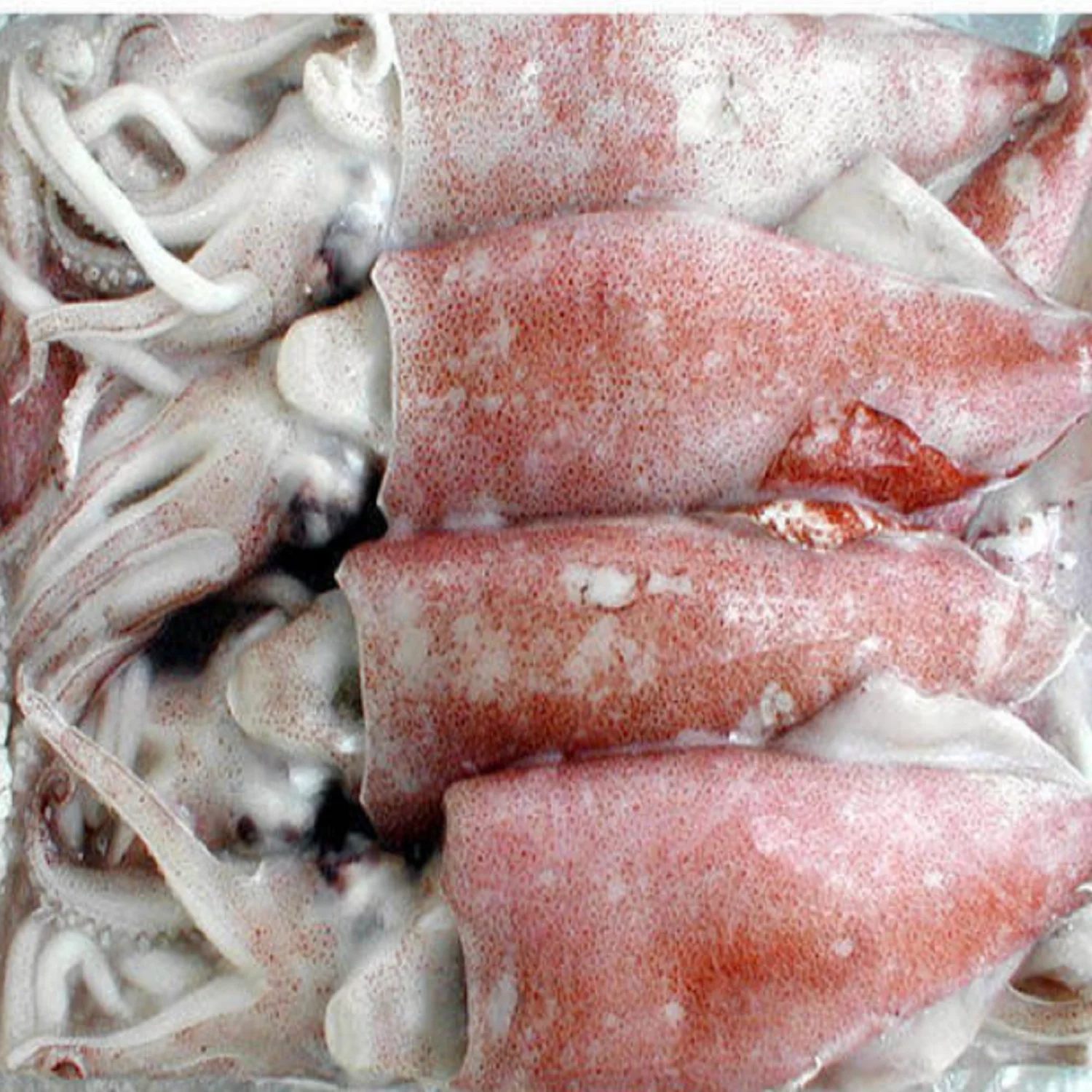 fresh frozen squid competitive price low fat arrow wholesale frozen giant squid wings